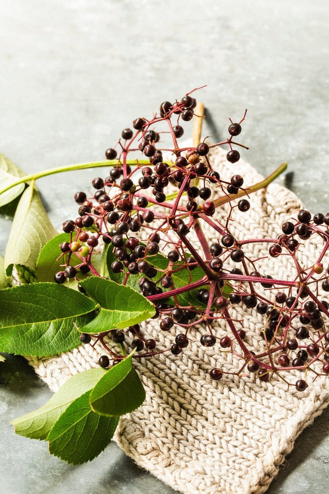 Elderberry Benefits, Uses, and History