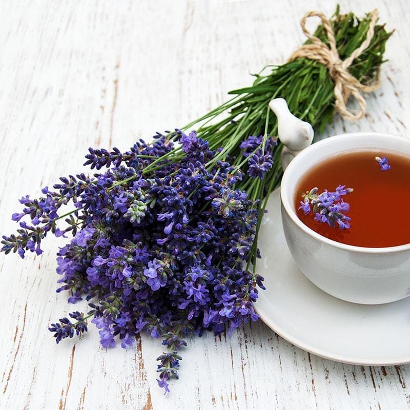 Lavender: Benefits, Uses and History
